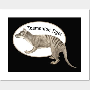 Tasmania Tiger Animal of Australia Posters and Art
